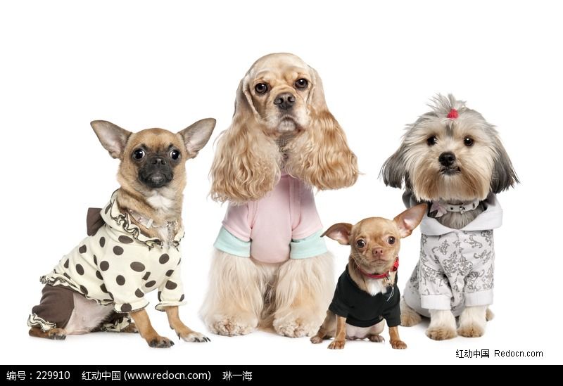 瀹犵墿鐙楃殑鍠傚吇鐭ヨ瘑,瀹犵墿鐙楃殑鍠傚吇鐭ヨ瘑澶у叏