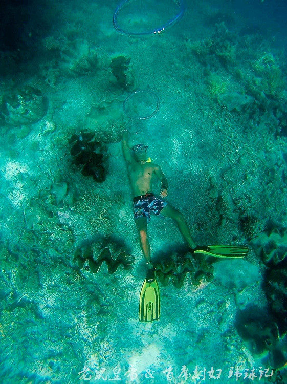 帕劳海底世界完整视频,帕劳潜水遇到的海底生物