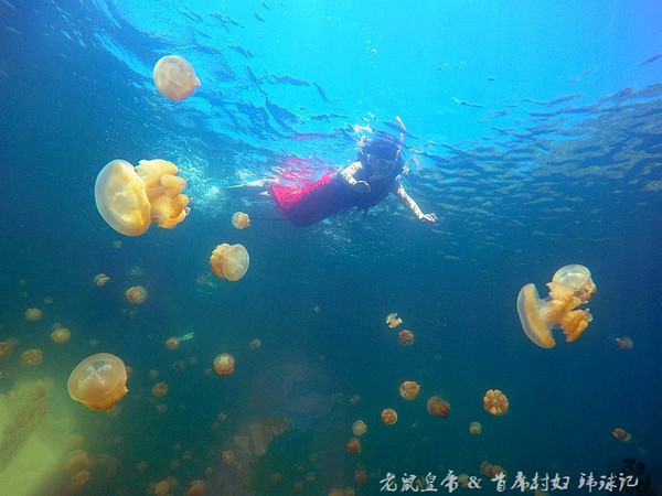 帕劳海底鲨鱼图片大全,帕劳海洋奇观之谜