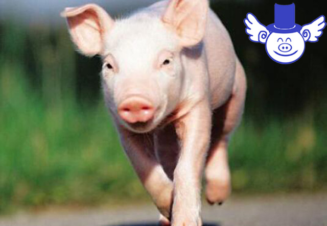 导致猪体温过低六大原因，学会如何预防才能让猪安然度过寒冬！