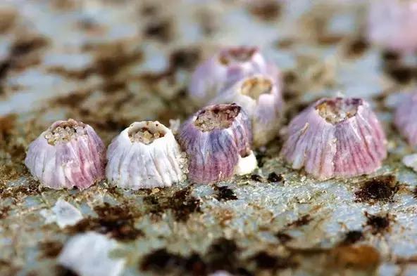 又双叒叕吃人家生殖腺！老不要脸了