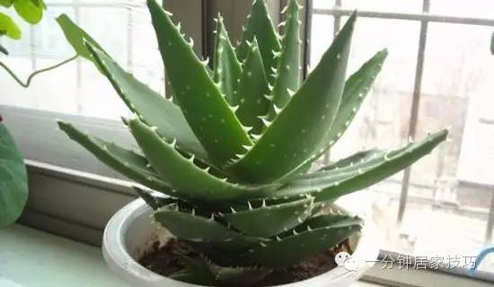 适合在屋里养有利于健康的植物,家里种植什么植物有助于健康