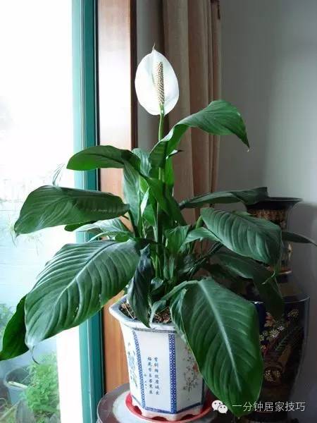 适合在屋里养有利于健康的植物,家里种植什么植物有助于健康