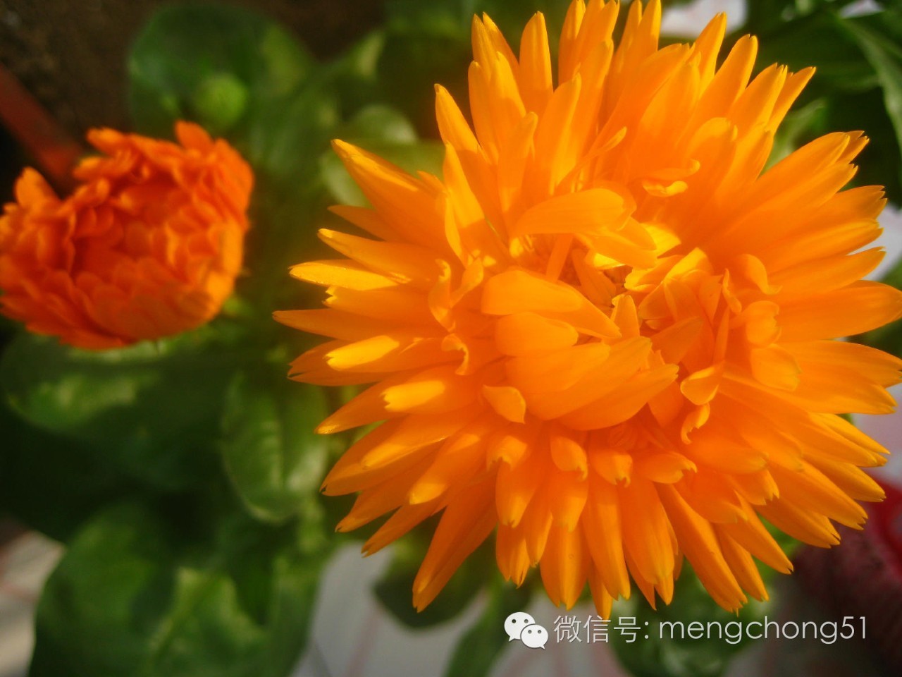 对猫咪有毒的植物有哪些？猫咪误食毒性植物怎么办？