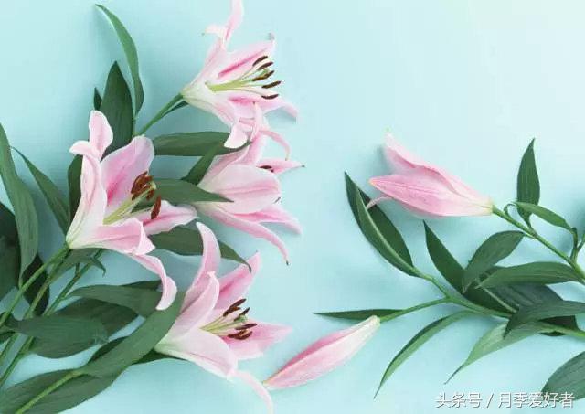 平常的日子送什么花比较好,夏秋季节送什么花合适呢