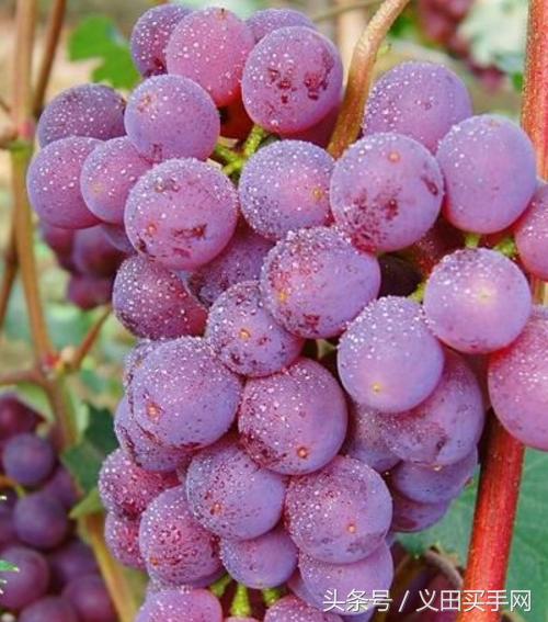 中国地理标志大会视频,国家地理标志产品官方采访