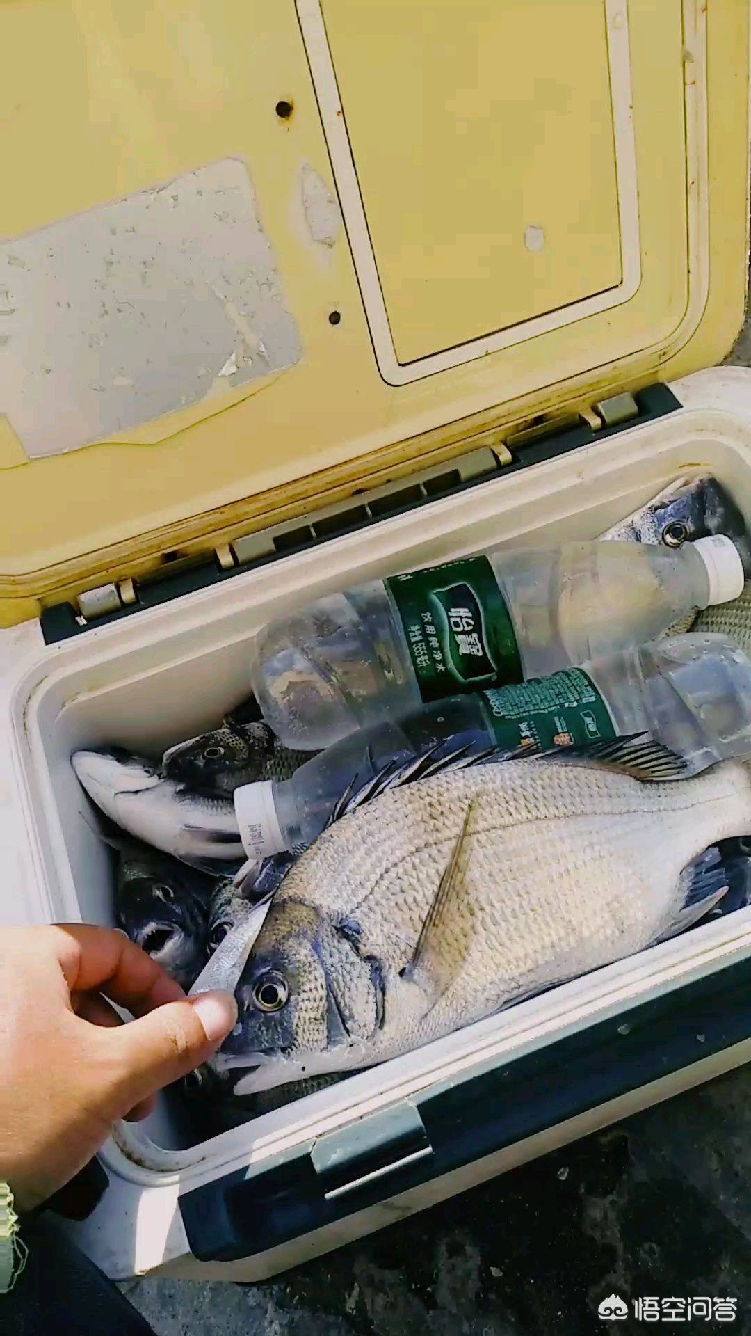 海钓黑鲷鱼钩套装,海钓黑鲷用什么钩好