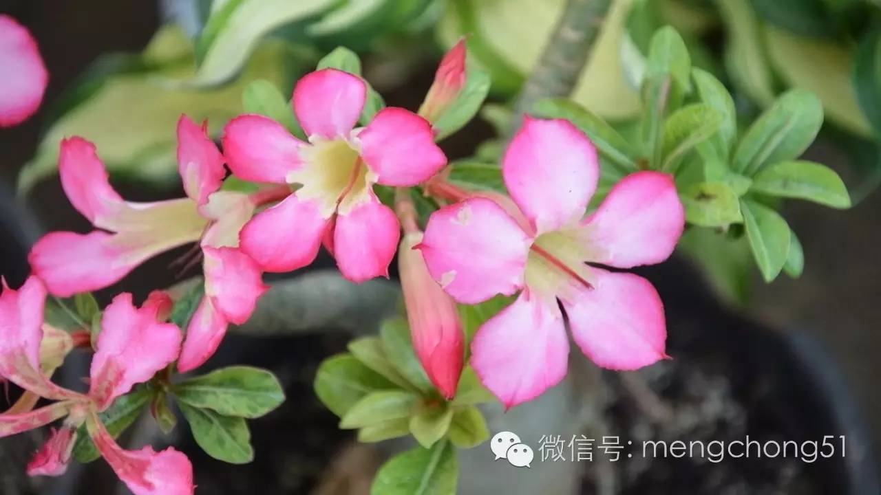 猫咪对哪些植物有毒,对猫咪有毒的植物