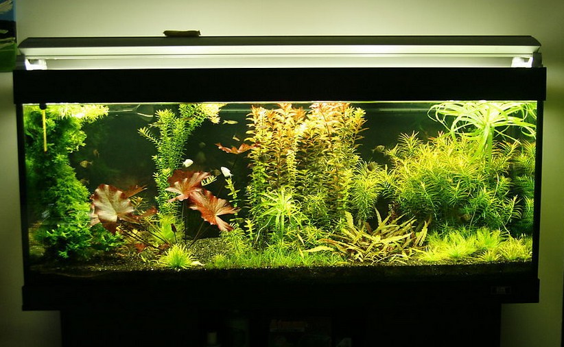 太阳能板自制鱼缸循环系统,热带鱼鱼缸过滤循环系统