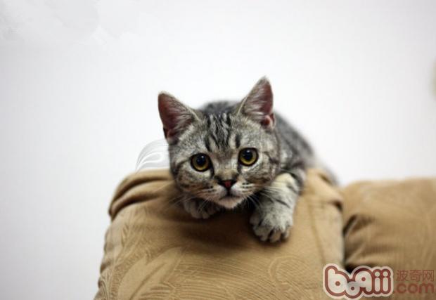 宠物篇100天,宠物篇合集