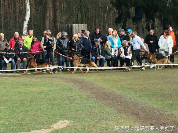 2017年德国牧羊犬犬展,sv德国牧羊犬本部展