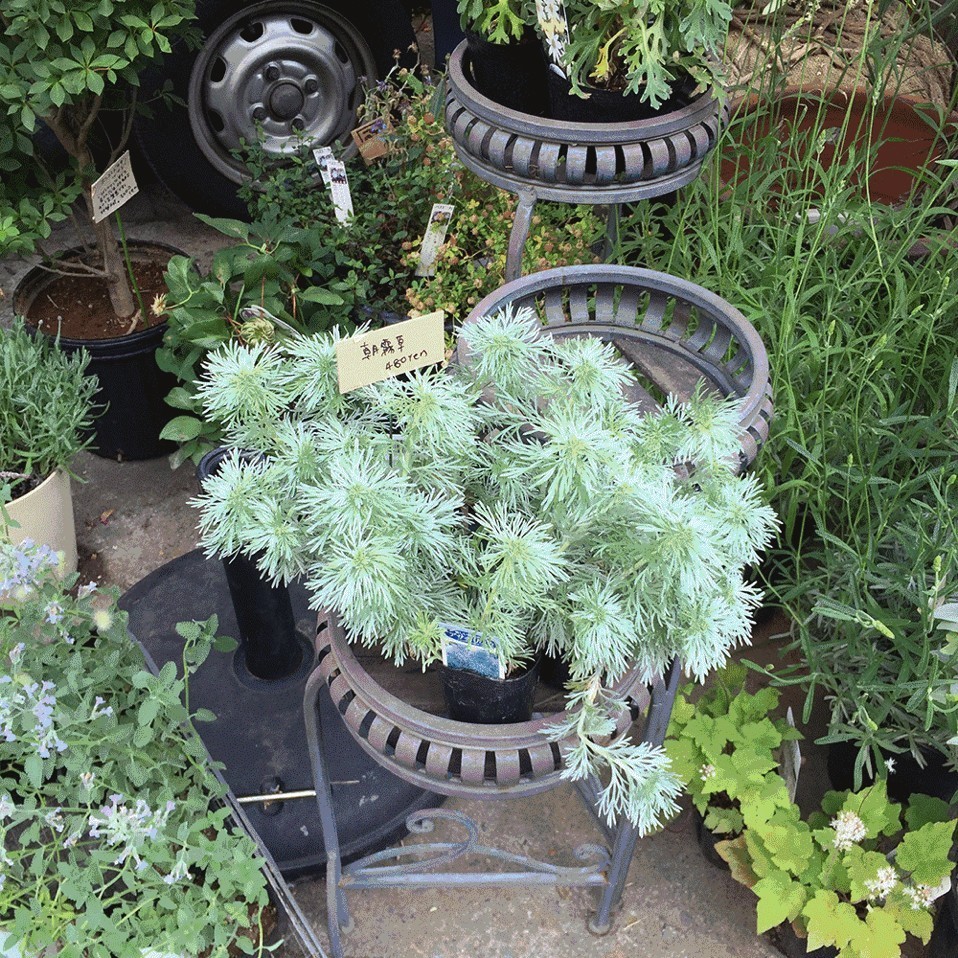 东京花店,东京南青山花店