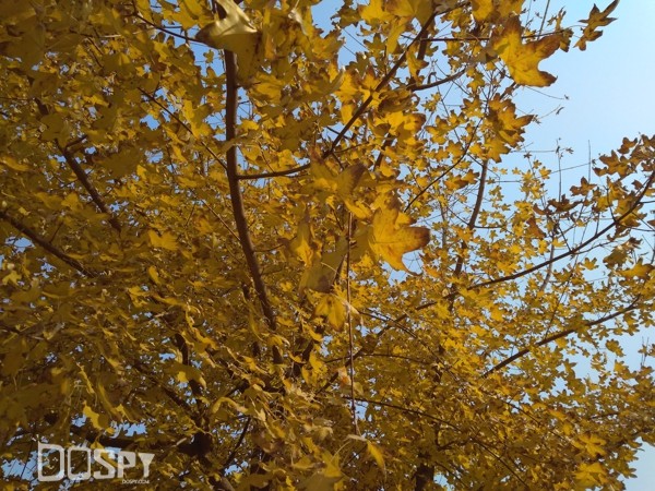 红米4a手机499元,红米4a全球销量排名