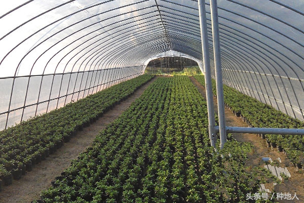 一亩钢架蔬菜大棚多少钱,搭建一个一亩的蔬菜大棚要多少钱