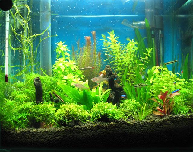 太阳能板自制鱼缸循环系统,热带鱼鱼缸过滤循环系统