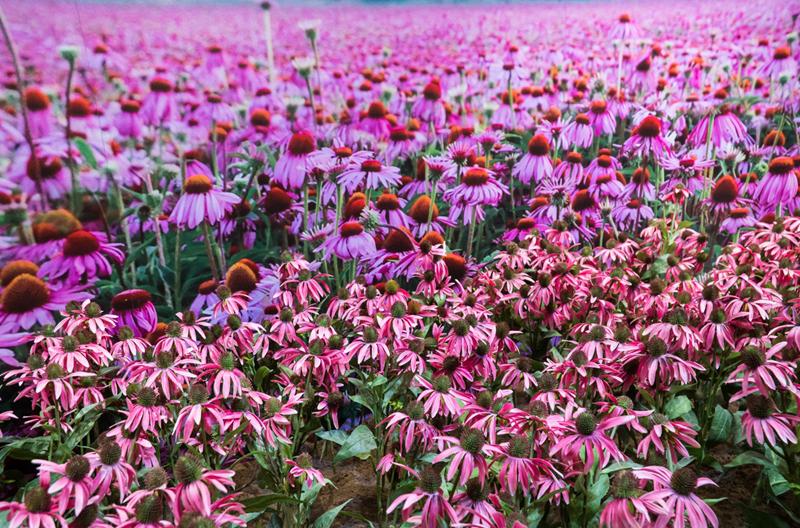 美妆达人悦小舞：带你体验雅姿活肤肌底液