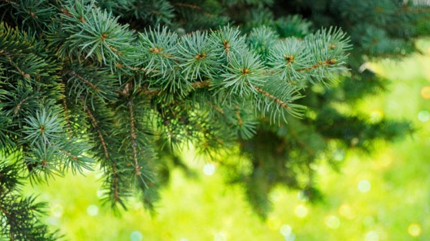 用什么偏方快速治好对称性牛皮癣,在中国有治疗牛皮癣的方法吗