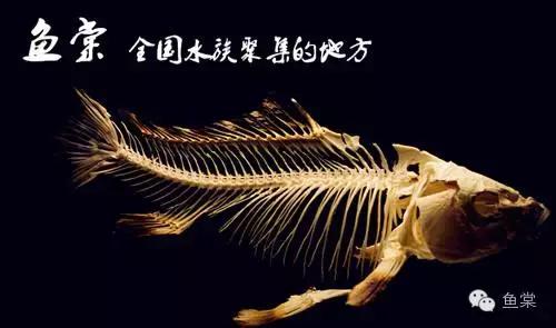 10句养鱼常用的“黑话”，你都知道吗？