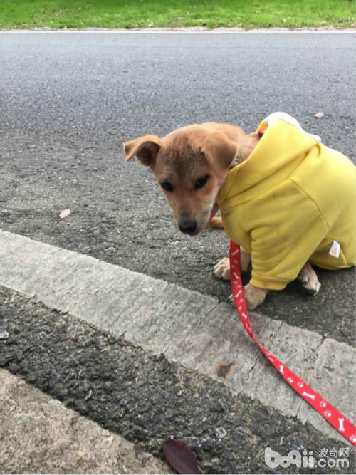 捡了一只土狗养大了,捡了一条流浪狗又把它放走了