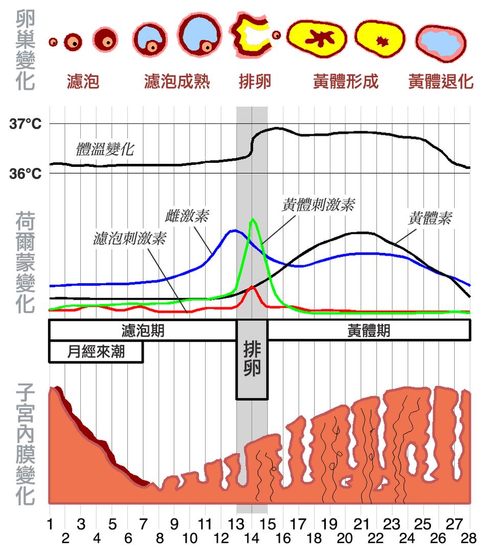 卵巢液性暗区是宫外孕吗,卵巢液性暗区考虑黄体什么意思