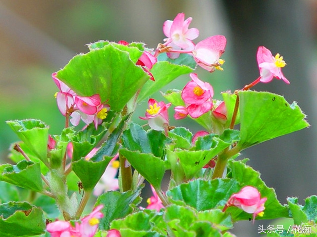 一年四季花开不断的海棠,四季海棠一年四季都开花吗