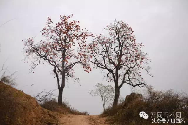 柿子冷落寒风里——稷山游子在深情回望