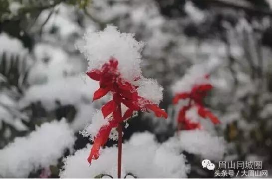 瓦屋山下雪,最近瓦屋山下雪了吗