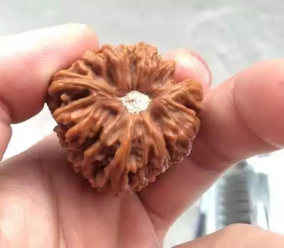 核桃封脐后还可以抠掉吗,核桃封了脐用抠掉吗