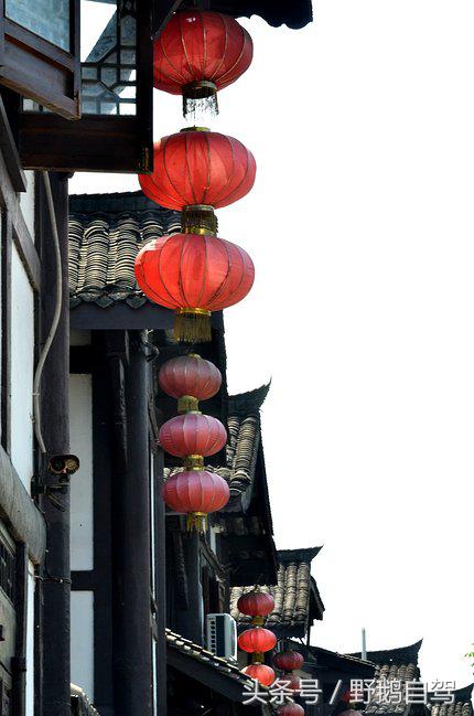 新疆野鹅自驾游视频,野鹅圣诞节自驾游