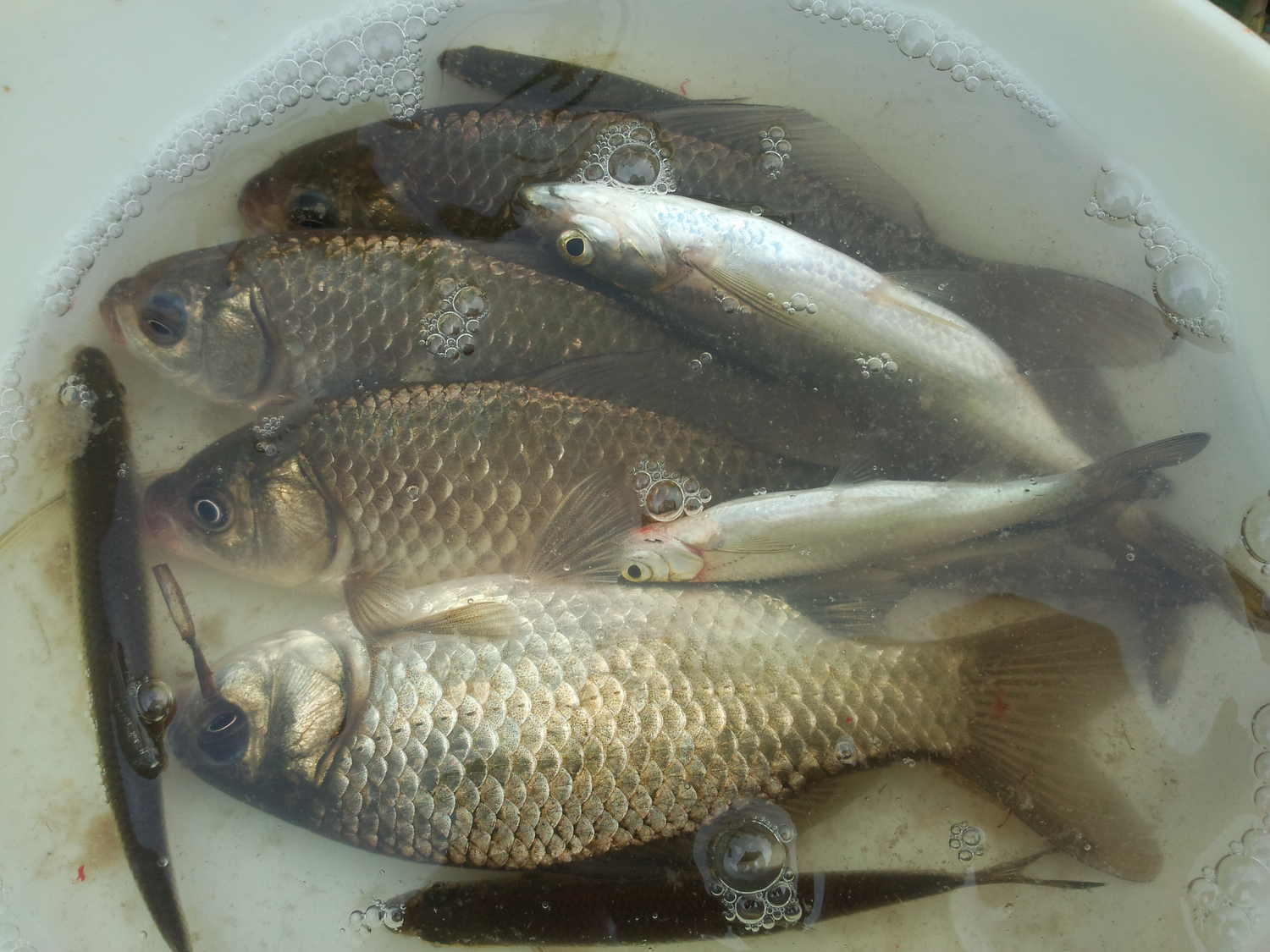 在山上砍竹竿拿来钓鱼养鱼,金竹适合做鱼竿吗