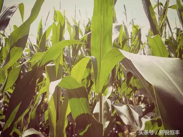 玉米育种的基本思路和方法,玉米育种的正确方法