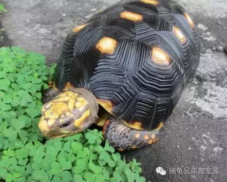 新手入门选什么跑鞋,新手入门选色