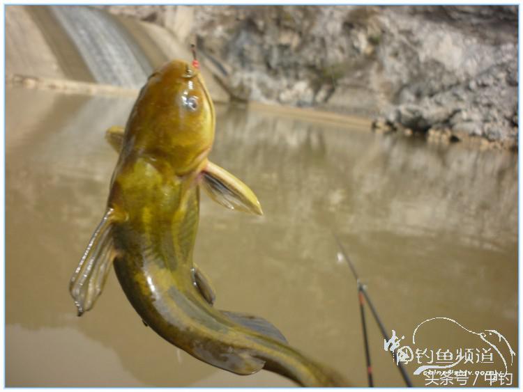 虎岭钓鱼路亚,虎岭钓鱼场