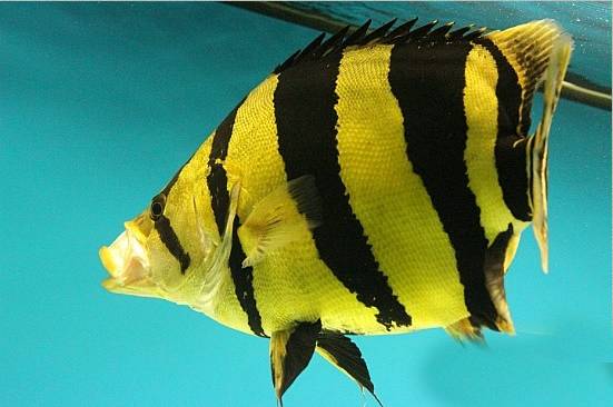 选鱼养鱼那些事儿，养鱼人一定要看！