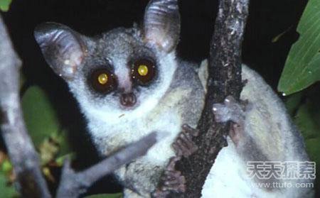 世界上最强的灵长类动物,盘点世界上怪异的巨大动物