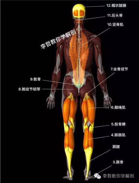 学员精彩笔记(2)|什么是后表线?它到底在人体中扮演怎样的角色