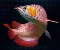 选鱼养鱼那些事儿，养鱼人一定要看！