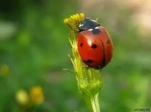 哪些瓢虫是害虫和益虫,19星瓢虫是害虫还是益虫