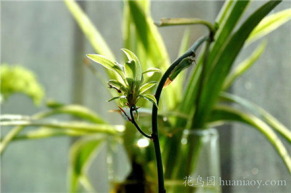 青叶吊兰水培方法和注意事项,怎样水培金边吊兰又可以养鱼
