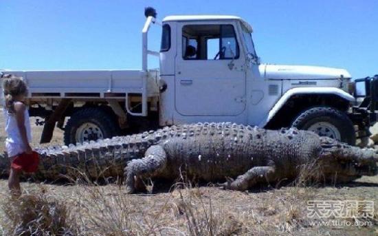 世界上最强的灵长类动物,盘点世界上怪异的巨大动物