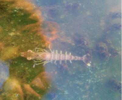 对虾纤毛虫用什么消灭最快,南美虾纤毛虫防治