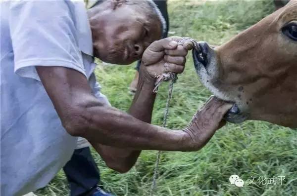 “牙人”、“相牛”——你知道这些即将失传的术语吗？