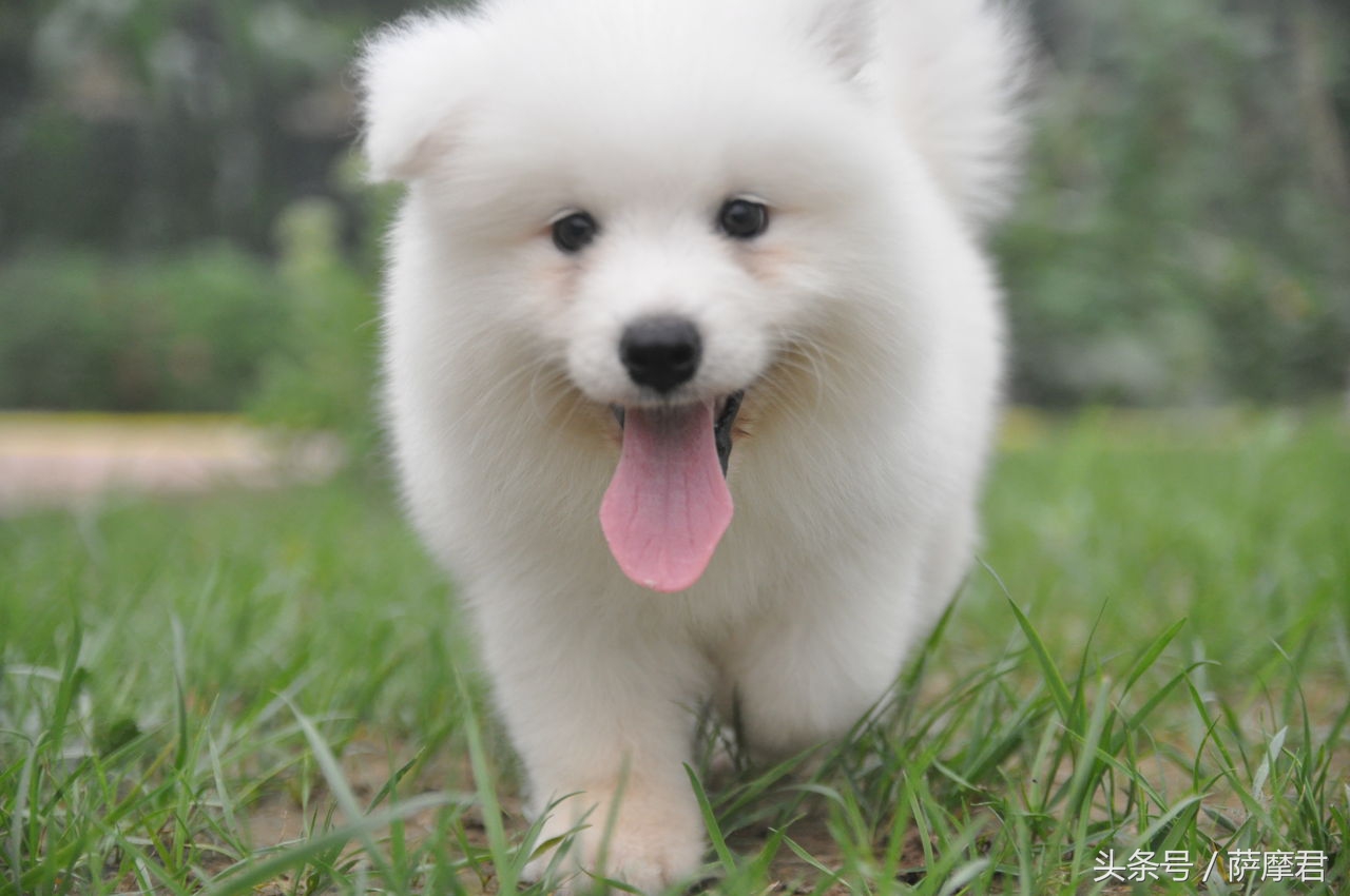 萨摩耶犬训练营,萨摩耶训练保护主人