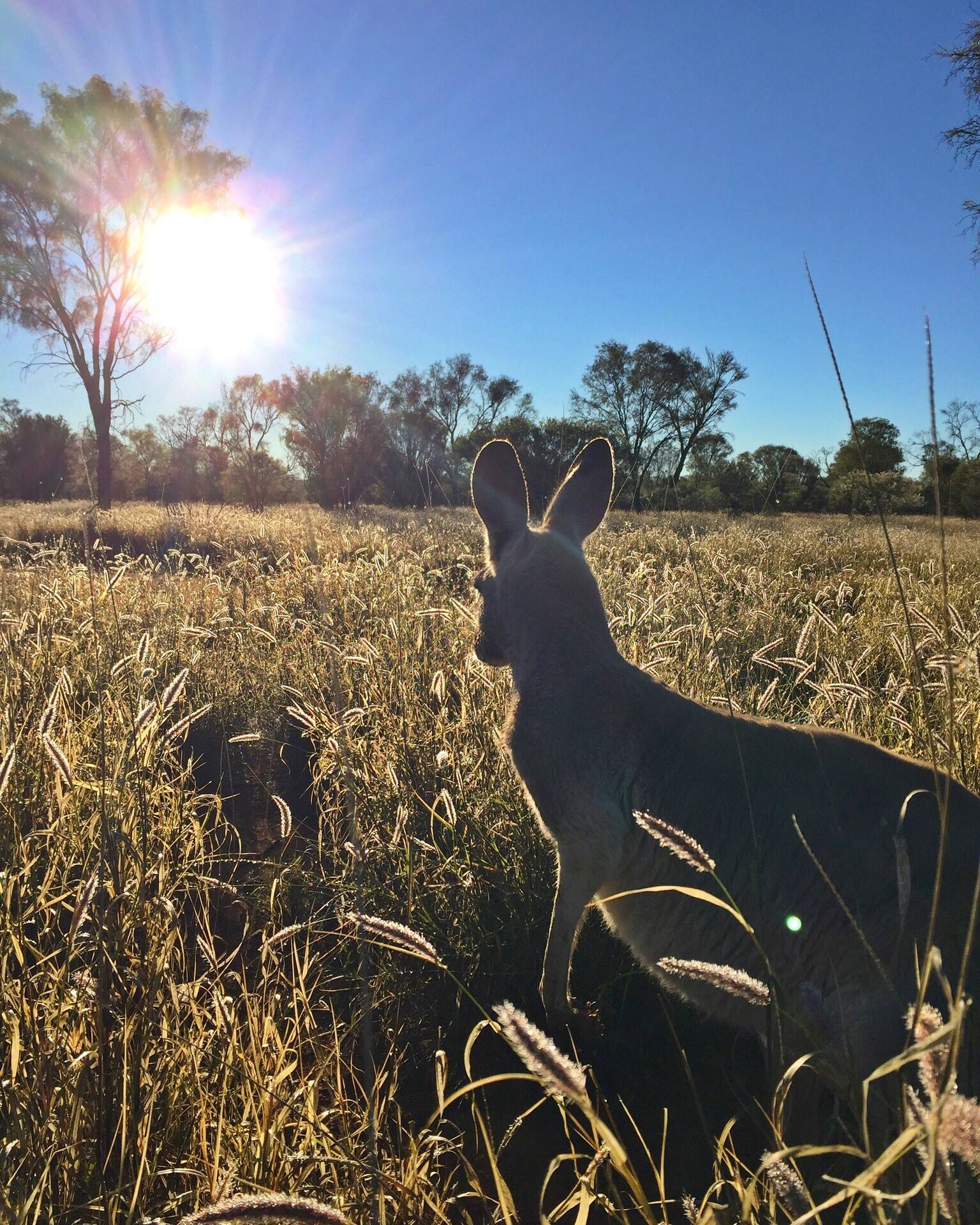 澳大利亚收养袋鼠孤儿,救助流浪小袋鼠