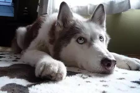 哈士奇的缺点和优点小型犬,狗的品种哈士奇的特点和性格