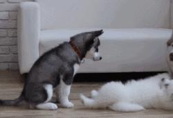 萨摩撒娇小可爱,萨摩给主人撒娇视频