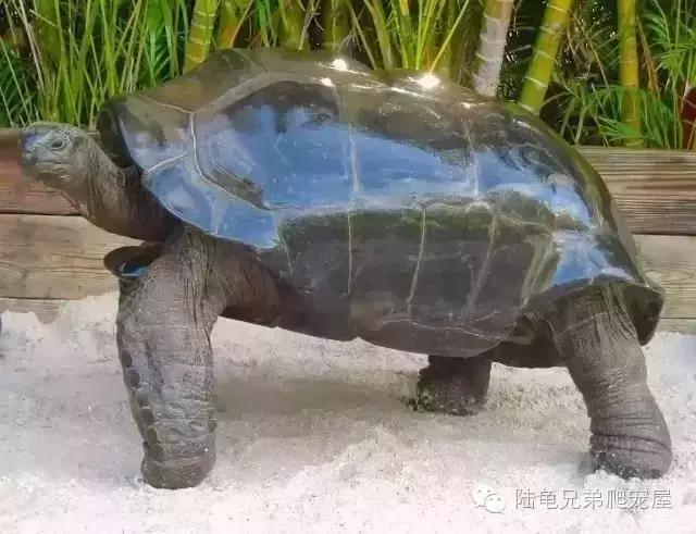 亚达饲养方法及注意事项,如何才可以在中国饲养亚达伯拉