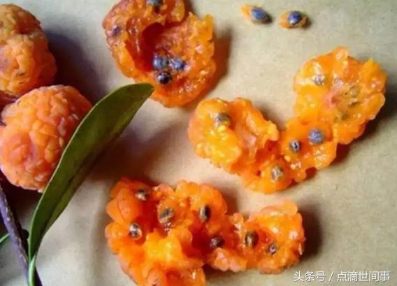 生长在山野的“山荔枝”俗称“黄鸡卵”，它的药用功效还真不少