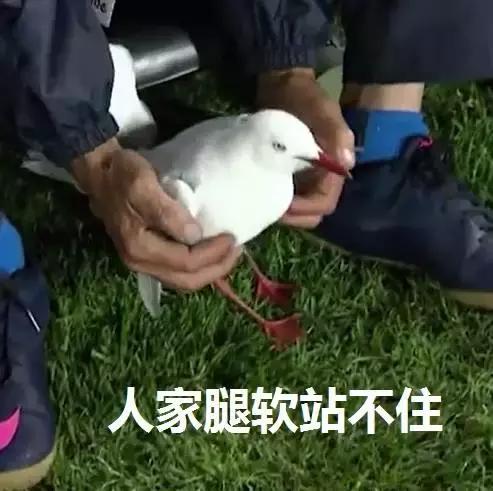 悉尼一只海鸥误入足球赛场，被一球打晕后，成了全场焦点……