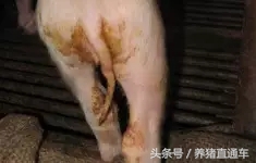 产房仔猪腹泻有哪些原因,产房拉稀怎么办